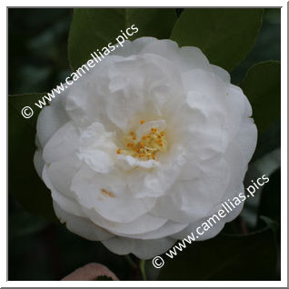 Camellia Japonica 'Hectotiana'