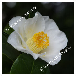 Camellia Japonica 'Heloïse de Carheil'