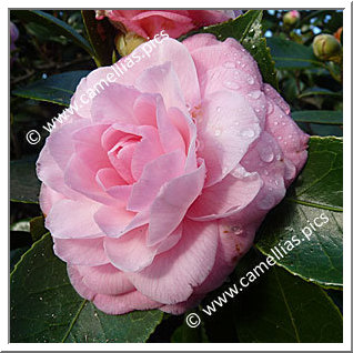 Camellia Japonica 'Henri Favre'