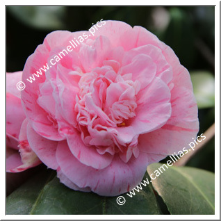 Camellia Japonica 'Herr Krause '