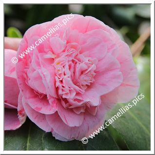 Camellia Japonica 'Herr Krause '