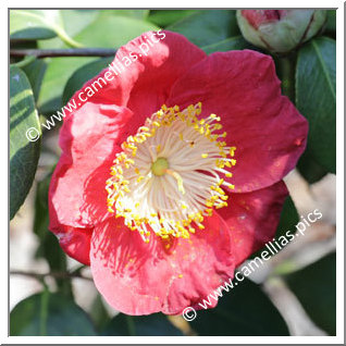 Camellia Higo Camellias 'Hi-no-hakama'