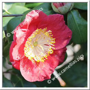 Camellia Higo Camellias 'Hi-no-hakama'