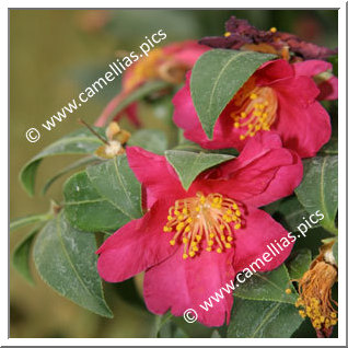 Camellia Species 'C. hiemalis'