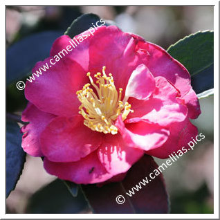 Camellia Botanique 'C. hiemalis'