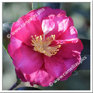 Camellia Botanique C. hiemalis