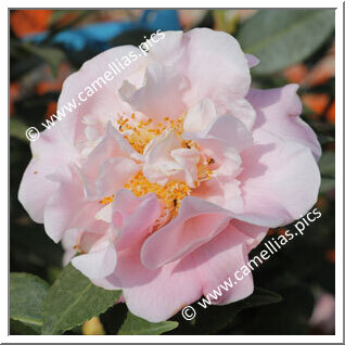 Camellia Hybrid 'High Fragrance'