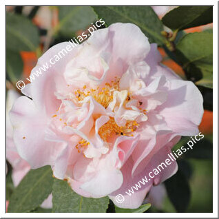 Camellia Hybrid 'High Fragrance'