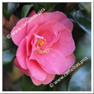 Camellia Japonica 'High Wide'n Handsome'