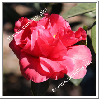 Camellia Hybrid C.reticulata  'Highlight '