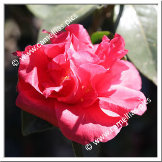 Camellia Hybrid C.reticulata  'Highlight '
