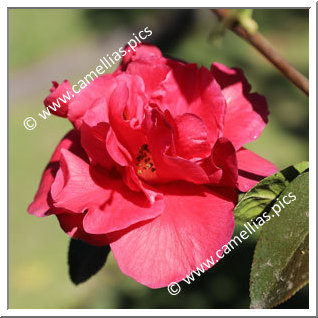 Camellia Hybride C.reticulata 'Highlight '