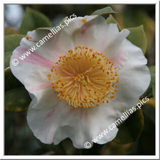 Camellia Higo Camellias 'Higo-kyô-nishiki'