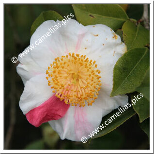 Camellia Higo Camellias 'Higo-kyô-nishiki'