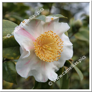 Camellia Higo Camellias 'Higo-kyô-nishiki'