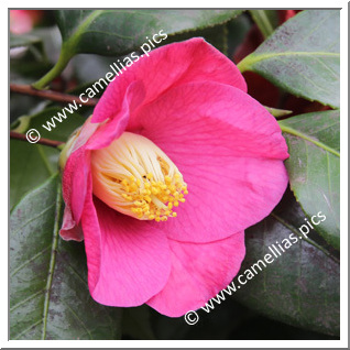 Camellia Japonica 'Hiiragi-tsubaki'