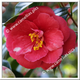 Camellia Japonica 'Hiiro-oki-no-ishi'