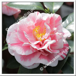 Camellia Japonica 'Hikarugenji'