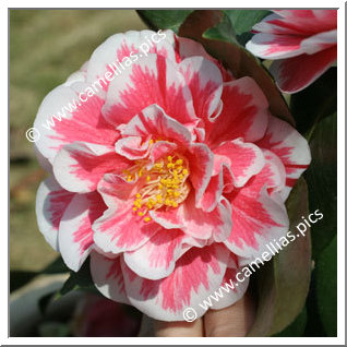 Camellia Japonica 'Hikarugenji'