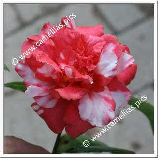 Camellia Japonica 'Himatsuri'