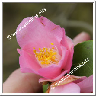 Camellia Japonica 'Hime-no-kaori'