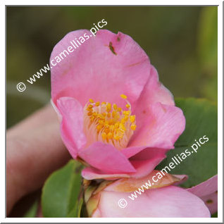 Camellia Japonica 'Hime-no-kaori'