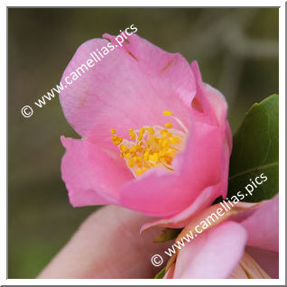 Camellia Japonica 'Hime-no-kaori'