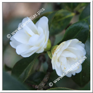 Camellia Japonica 'Hime-shirayuki'