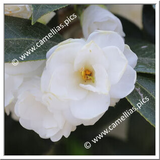 Camellia Japonica 'Hime-shirayuki'