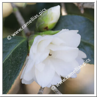 Camellia Japonica 'Hime-shirayuki'