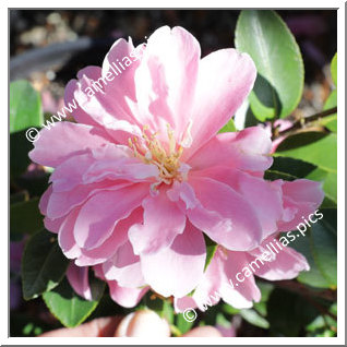 Camellia Hybrid 'Himekôki'