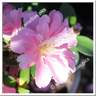 Camellia Hybrid 'Himekôki'