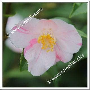 Camellia Hybrid 'Himenoka'