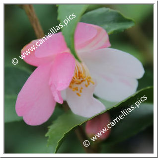 Camellia Hybrid 'Himenoka'