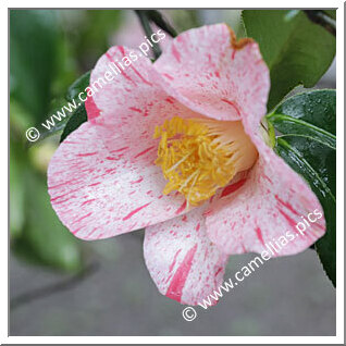 Camellia Japonica 'Himuro-setsugekka'