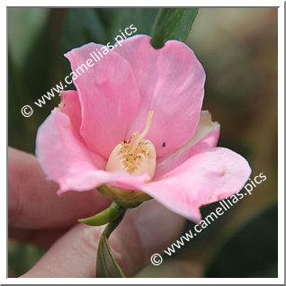 Camellia Wabisuke 'Hina-wabisuke'