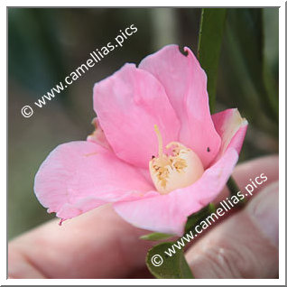 Camellia Wabisuke 'Hina-wabisuke'