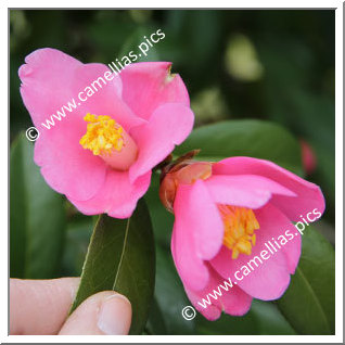 Camellia Hybrid C.x williamsii 'Hinazakura'