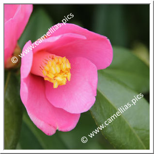 Camellia Hybride C.x williamsii 'Hinazakura'