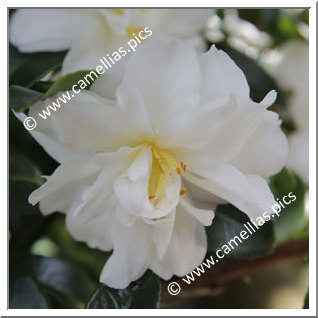 Camellia Sasanqua 'Hina Yuki '