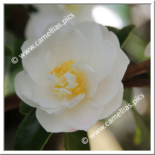 Camellia Sasanqua 'Hina Yuki '