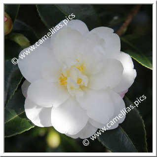 Camellia Sasanqua 'Hina Yuki '