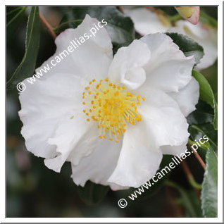 Camellia Sasanqua 'Hinode-gumo'