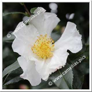 Camellia Sasanqua 'Hinode-gumo'