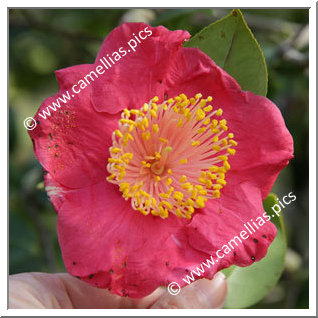 Camellia Higo Camellias 'Hinomaru'