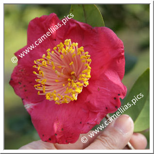 Camellia Camellia Japonica de Higo 'Hinomaru'