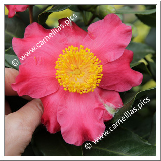 Camellia Higo Camellias 'Hiodoshi'