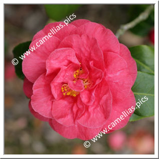 Camellia Japonica 'Hippolyte Thoby'