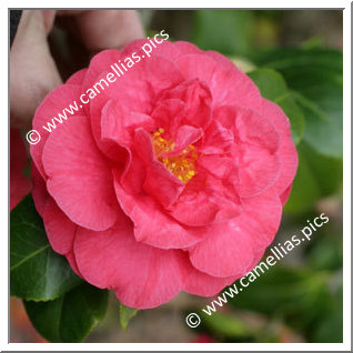 Camellia Japonica 'Hippolyte Thoby'