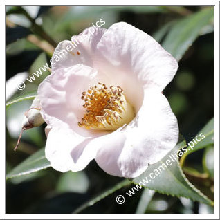 Camellia Hybride C.x williamsii 'Hiraethlyn'